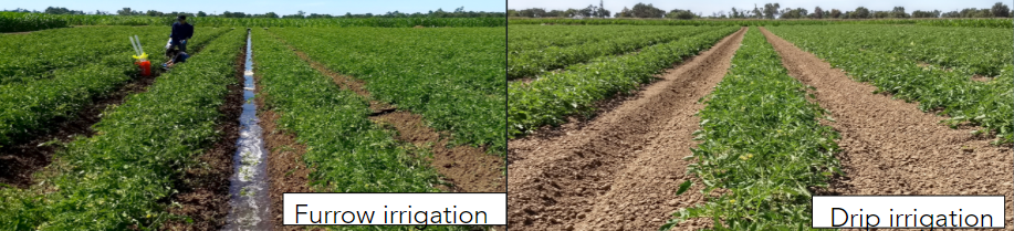 Furrow vs Drip irrigation