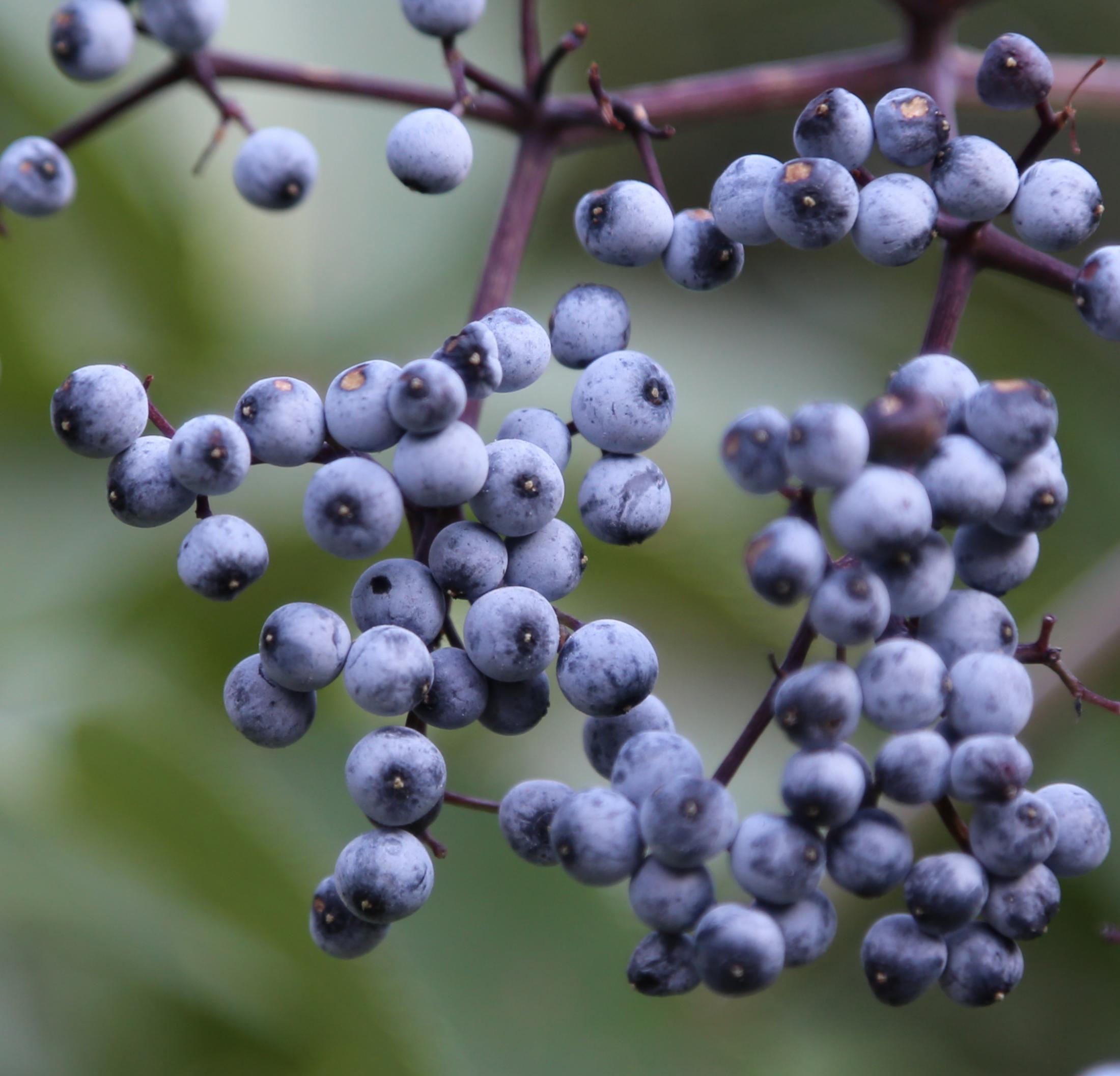 blue elderberry