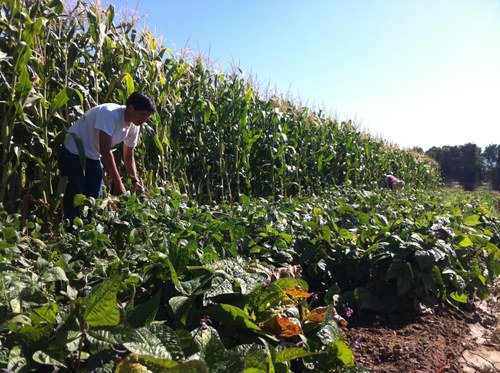 market garden