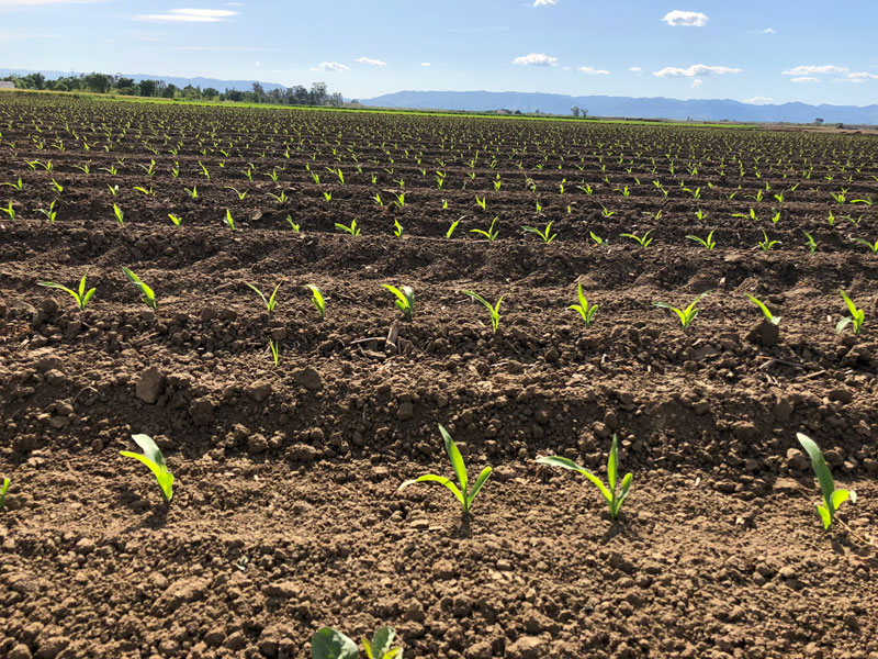 corn planting