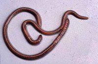 crazy worm