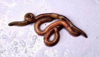 green worm
