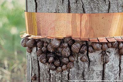 Snails and slugs are repelled by copper. Copper foil or screen wrapped around planting boxes, headers, or trunks can prevent mollusks from crossing for up to several years.