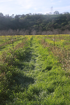 empty orchard