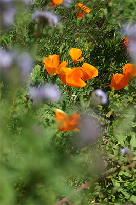 Wildflower strips can promote beneficial insects such as pollinators and natural enemies. Photo: Agricultural Sustainability Institute