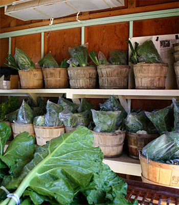 Individual baskets is one method used by some Community Supported Agriculture ventures as a produce delivery system. Photo: Agricultural Sustainability Institute