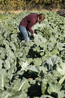 Monitoring pest levels is a key aspect in formulating an integrated pest management plan. Photo: Agricultural Sustainability Institute