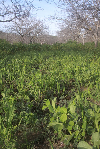 A legume-based winter green manure in walnuts can be used to improve orchard health by increasing soil nitrogen. Photo: Agricultural Sustainability Institute