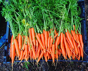 Carrots