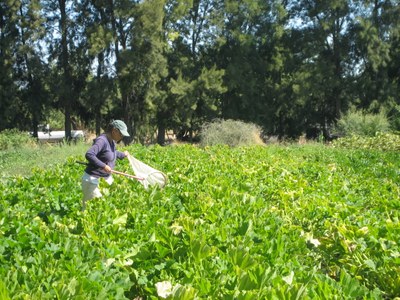 Katharina sampling for bees in a squash field at Good Humus Farm, Yolo Co.