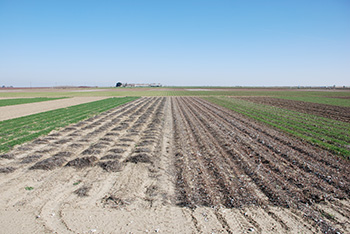 Conversation Tillage