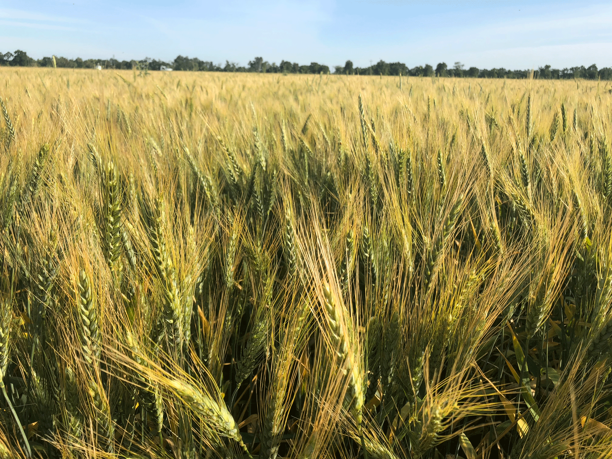 Wheat drying