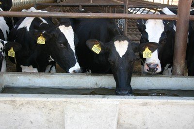 The California Nitrogen Assessment Team Visits Dairies