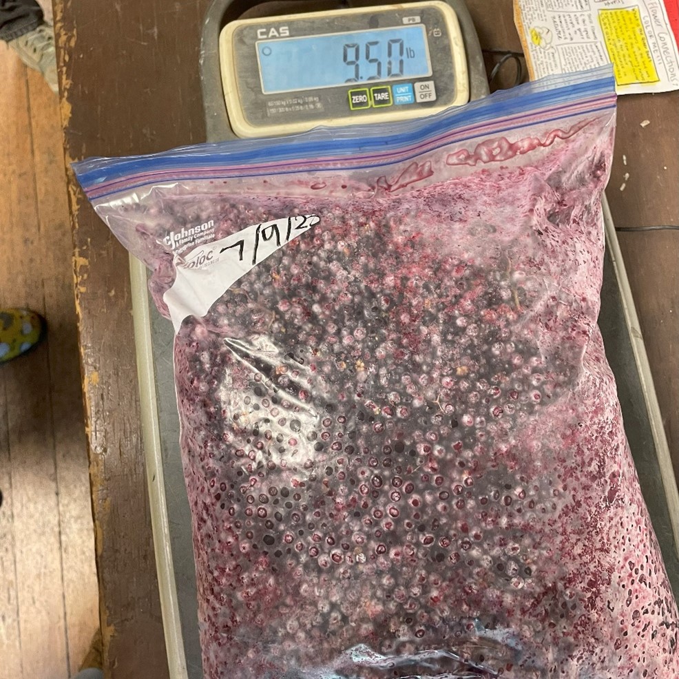 Blue elderberries harvested and weighed