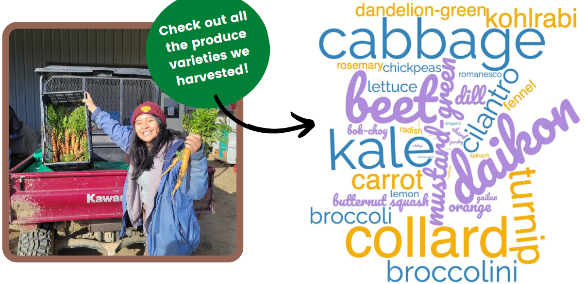Winter Varieties: Kale, Beet, Cabbage, Daikon, and more