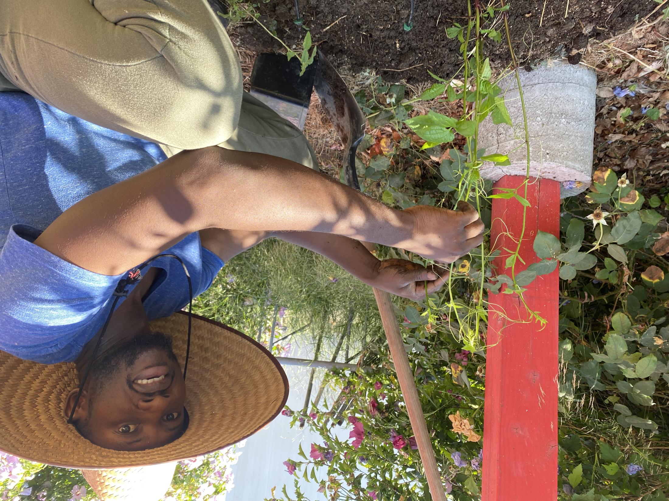 Momoh tending fluted pumpkin