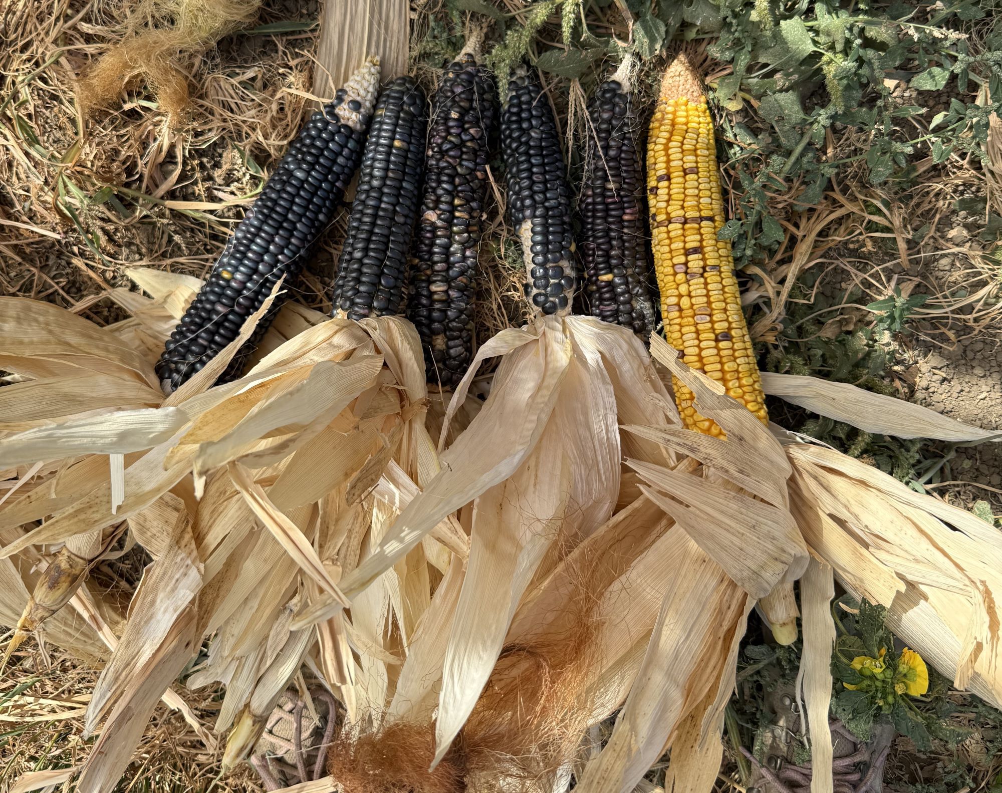 Corn varieties for masa.