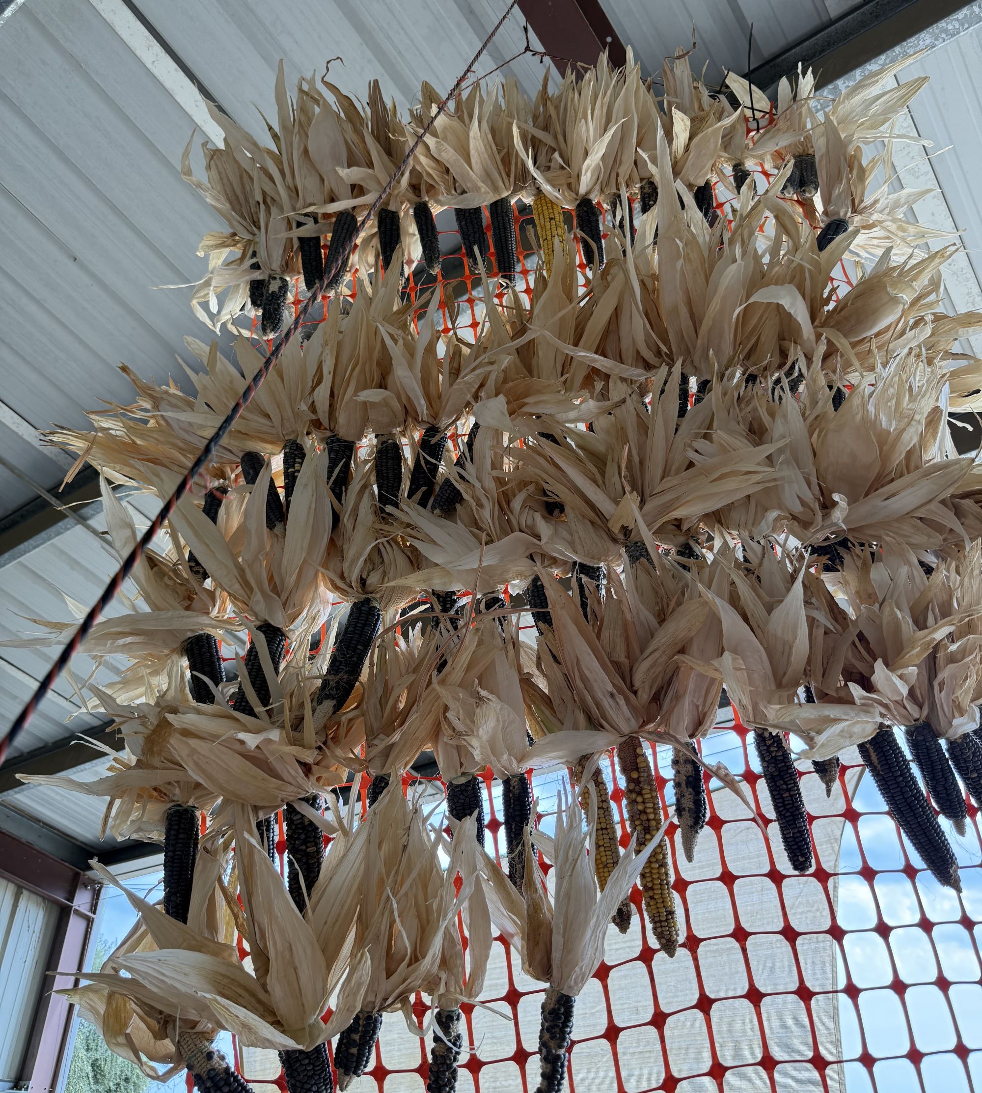Corn for masa drying after harvest. (credit: Itzel Villagran)