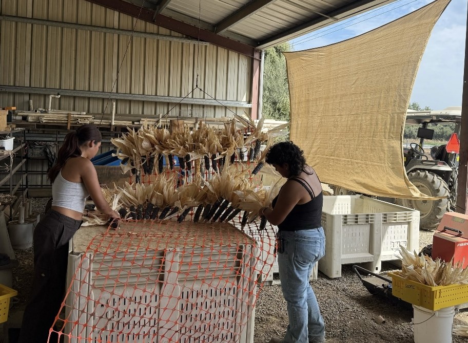 Processing corn for drying after harvest.