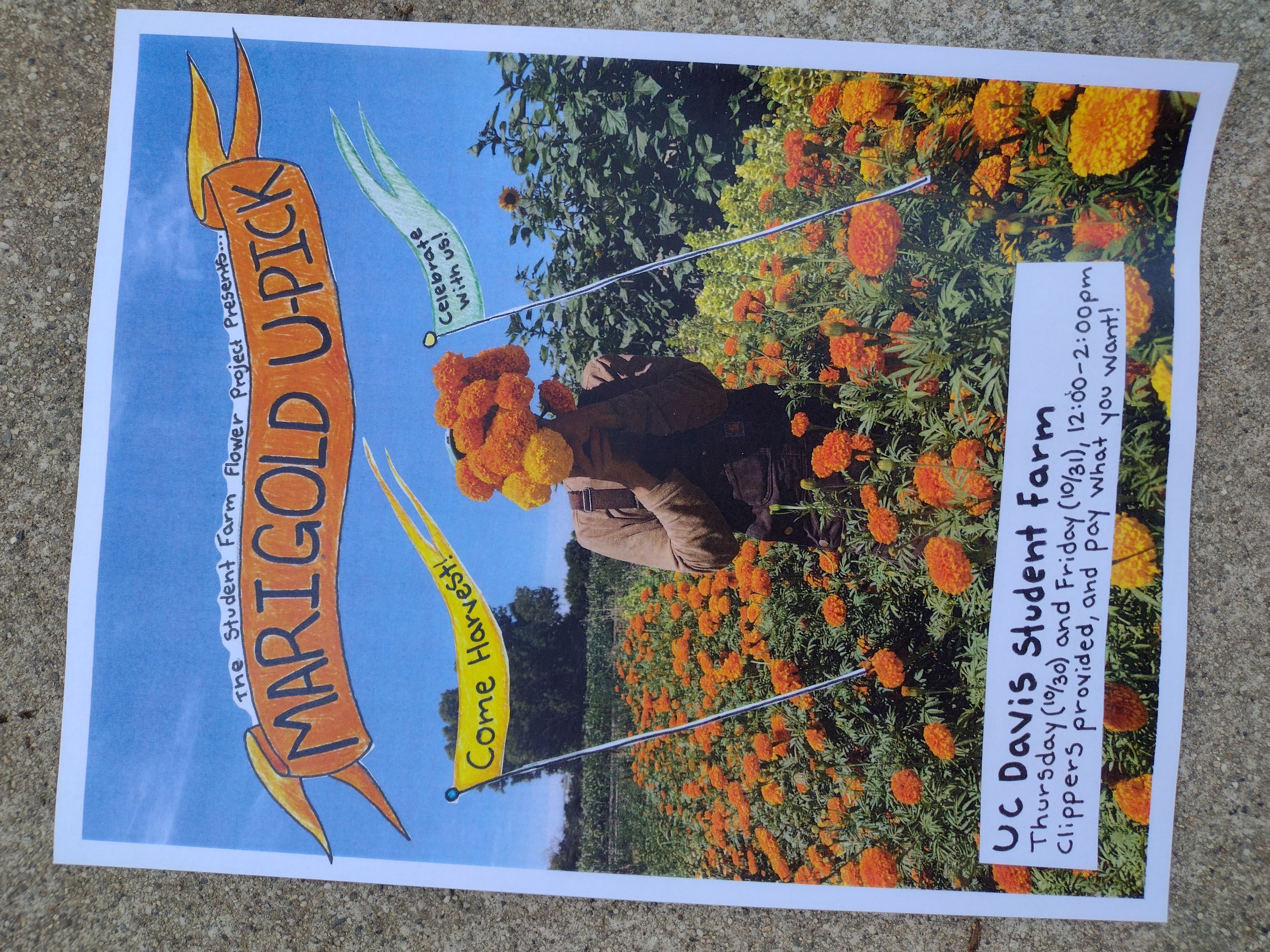 Flyer for Marigold U-Pick