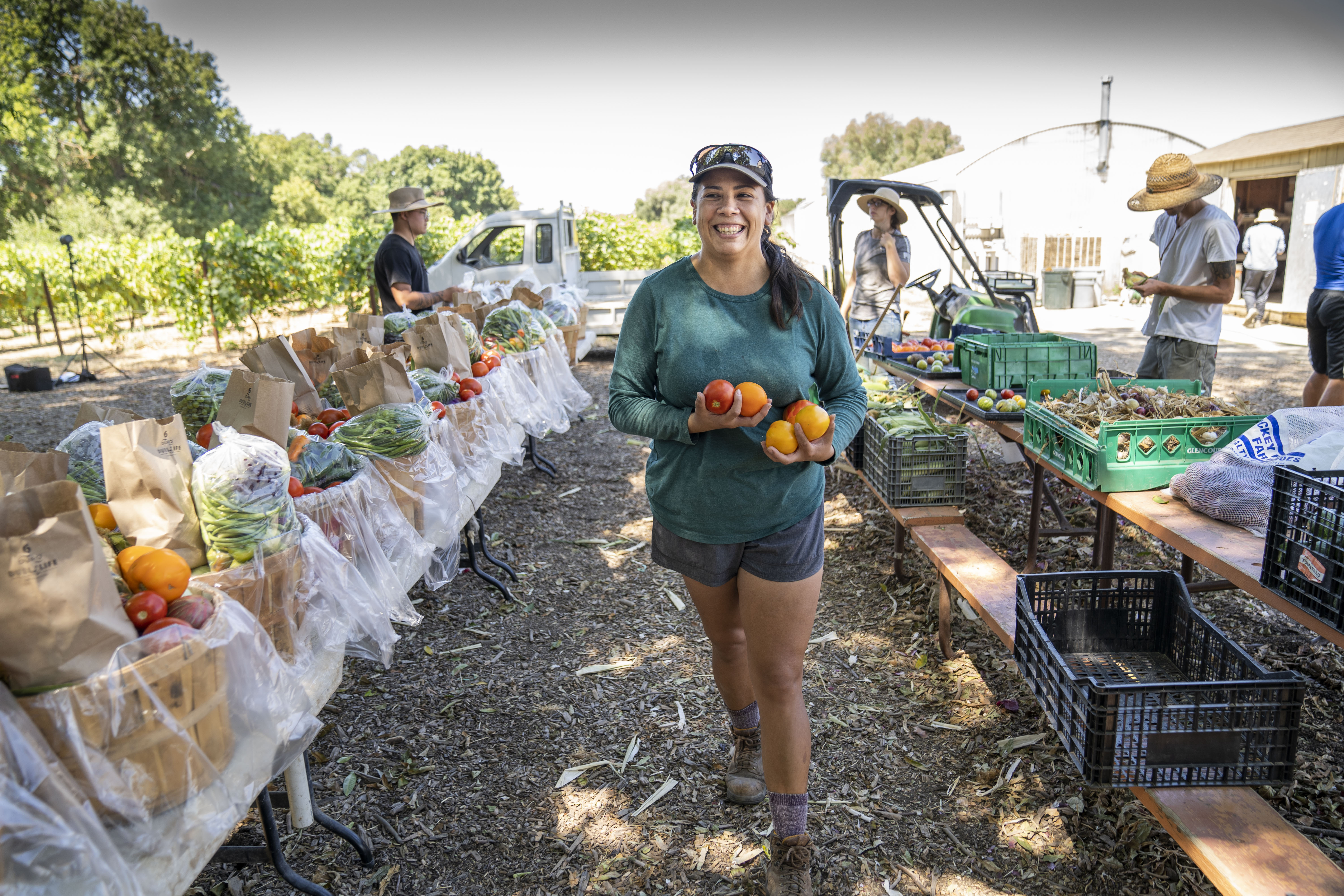 UC Davis Student Farm CSA harvest