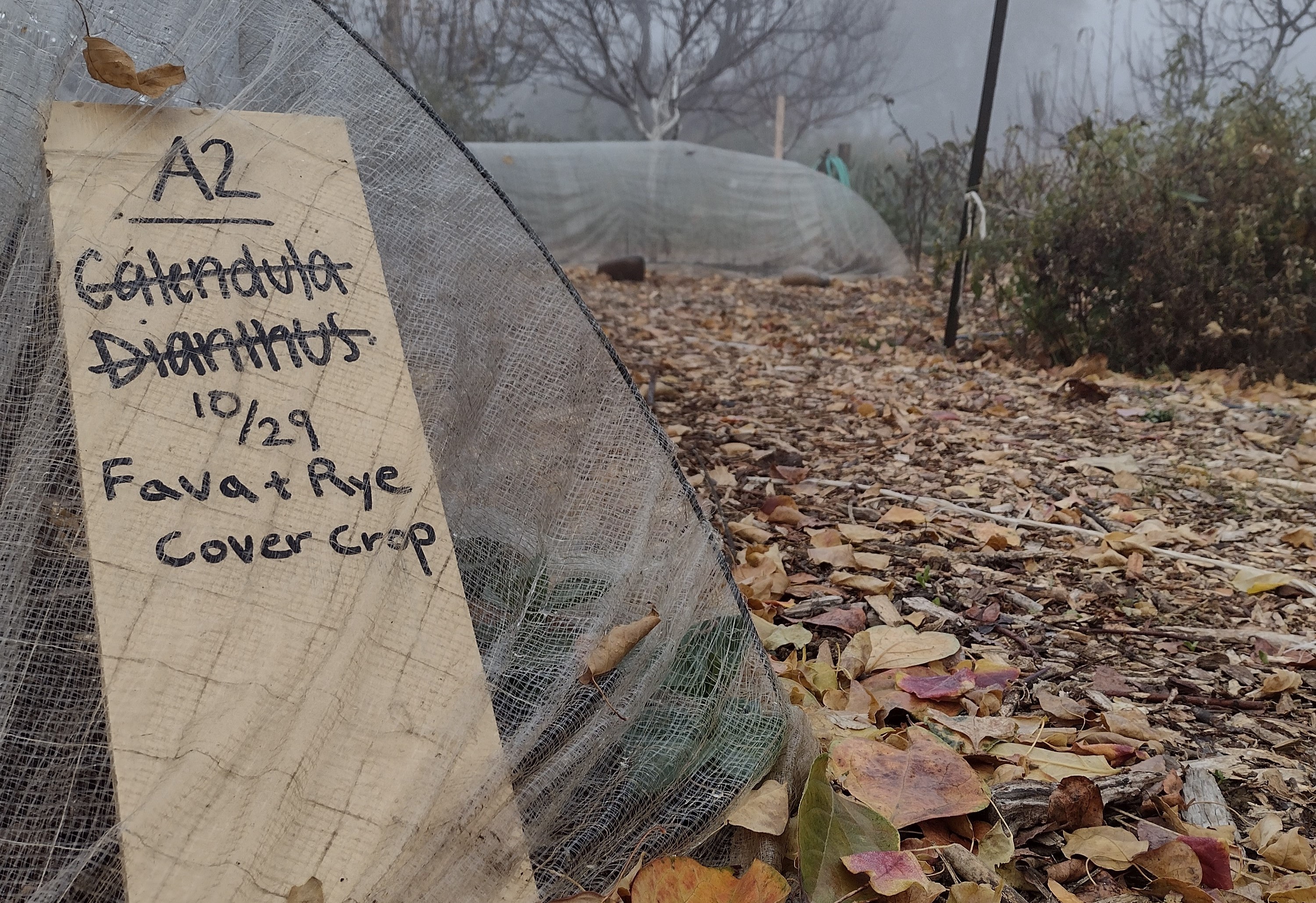 Cover Crop in the ground at the Ecological Garden