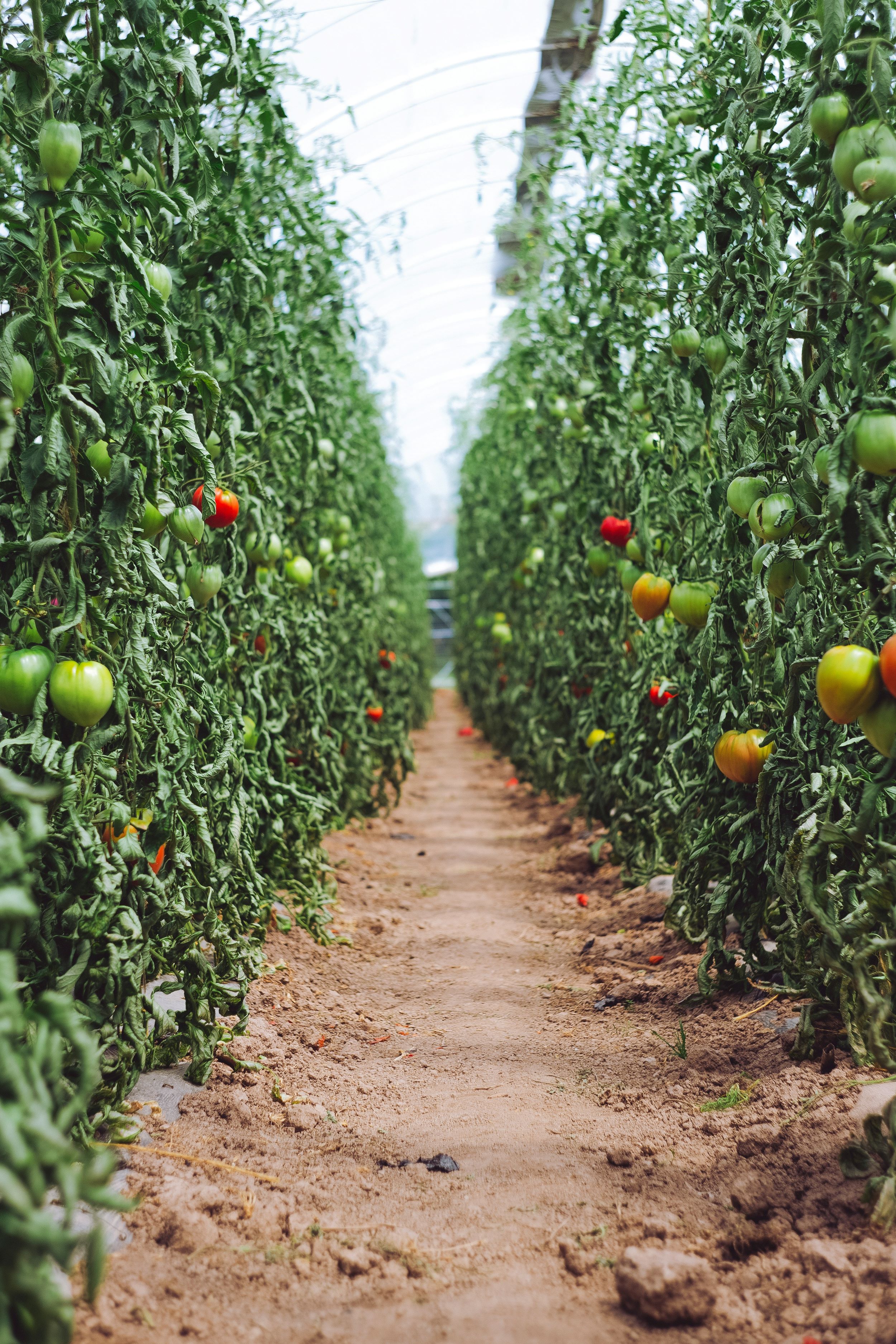 Greenhouse rows of tall tomato plants flanking a dirt aisle, with red and green fruit