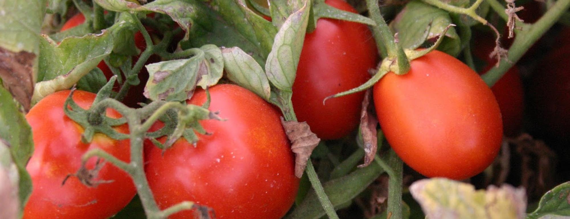tomato
