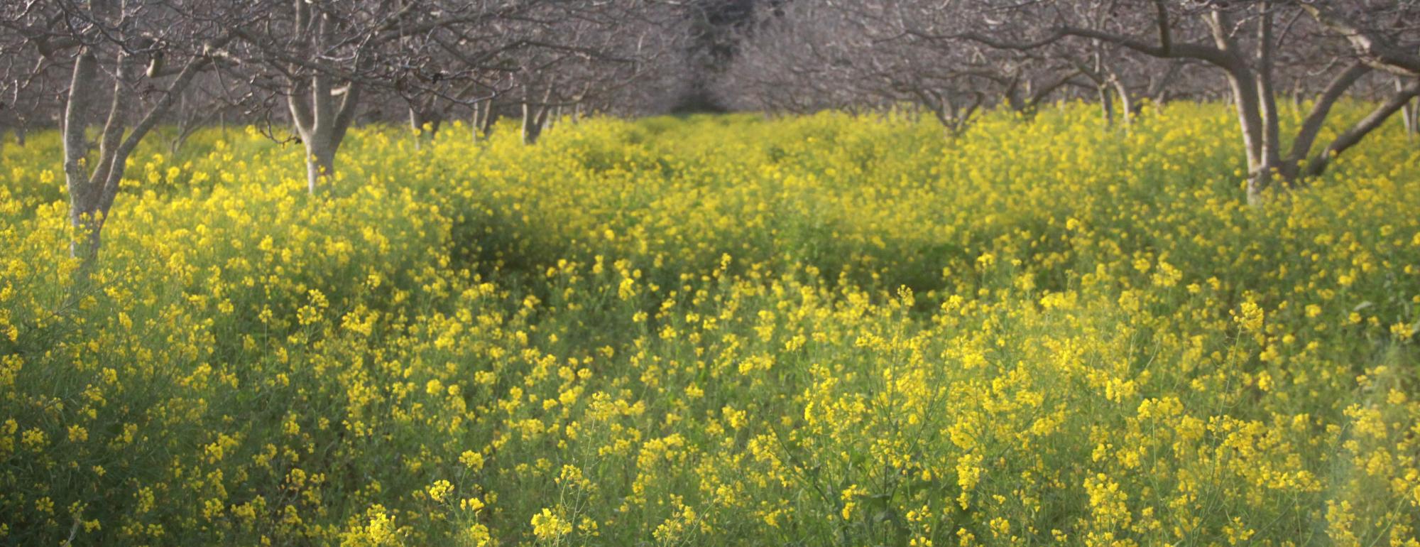 Walnut orchard planted with mustard