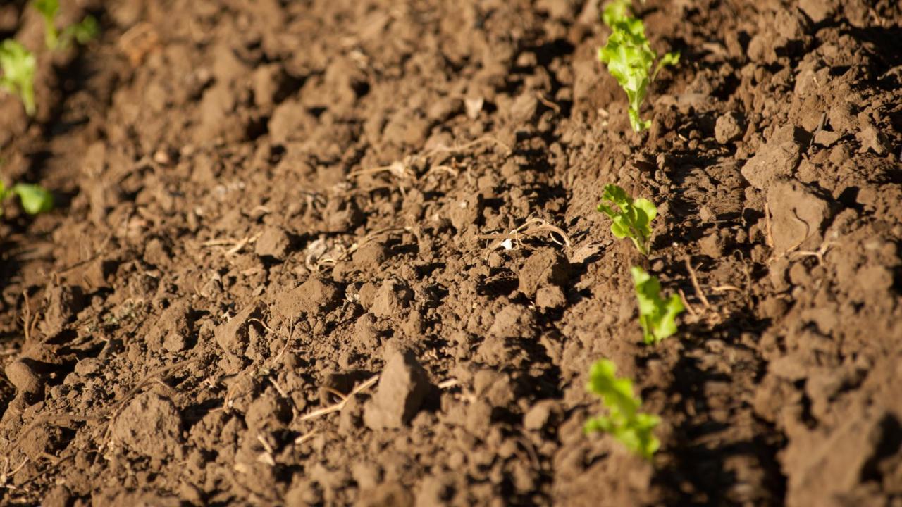 soil