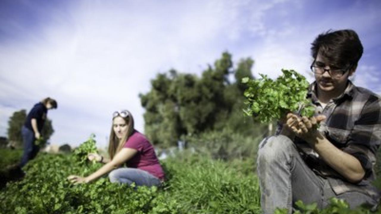 The UC Davis Student Farm provides an array of experiential learning opportunities for students, with roles ranging from volunteers to interns to paid student farmers. The UC Davis Student Farm provides an array of experiential learning opportunities for students, with roles ranging from volunteers to interns to paid student farmers.