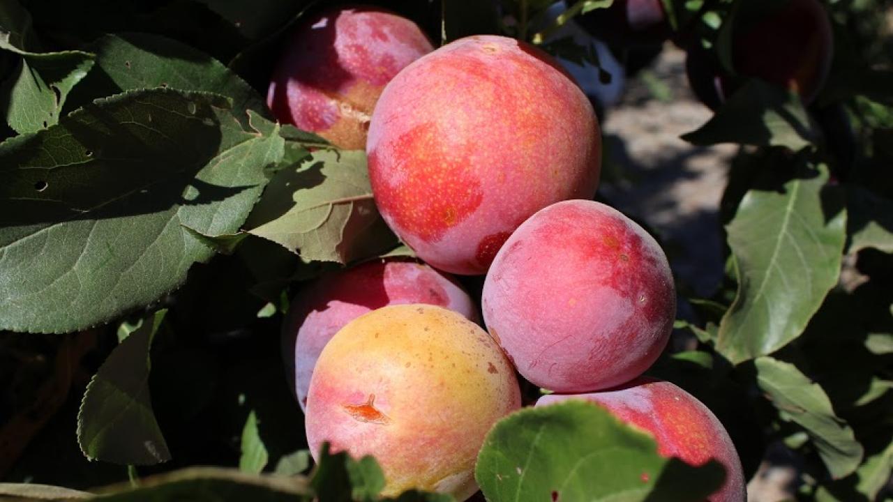 Peaches