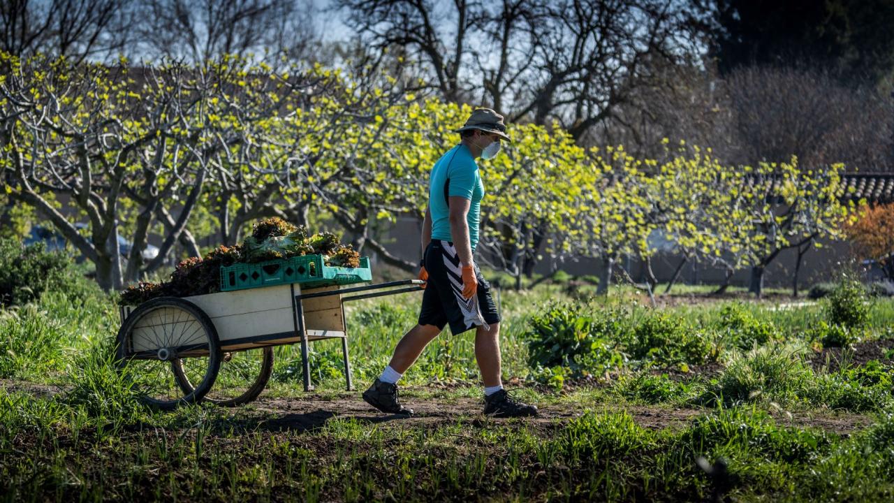 Student Farmer harvesting lettuce during COVID-19