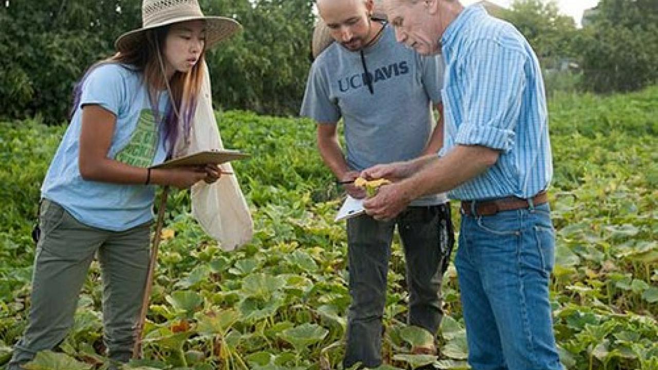 Mark Van Horn examines agricultural pests at the Student Farm with students Alexis Fujii and Abraham Cazares Mark Van Horn