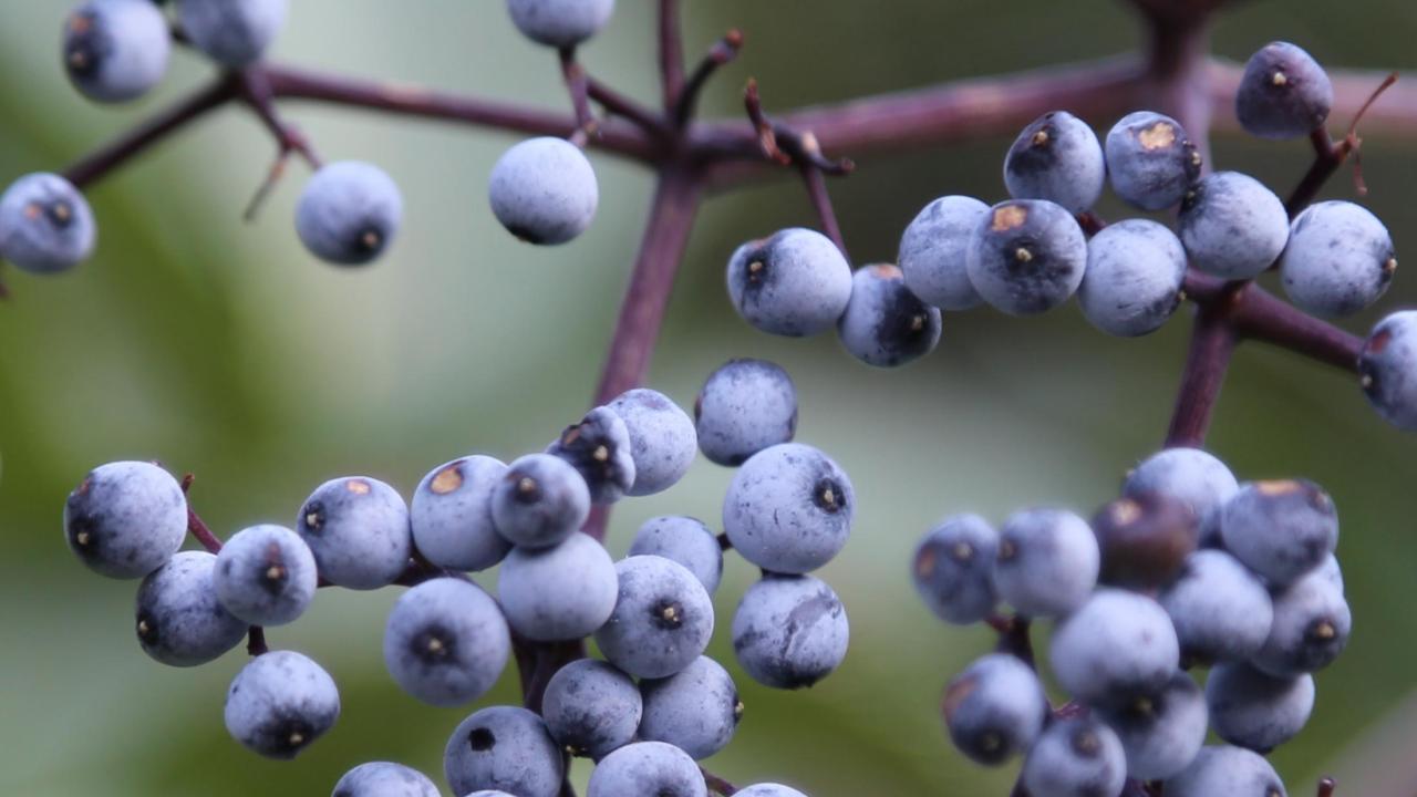 Blue elderberry