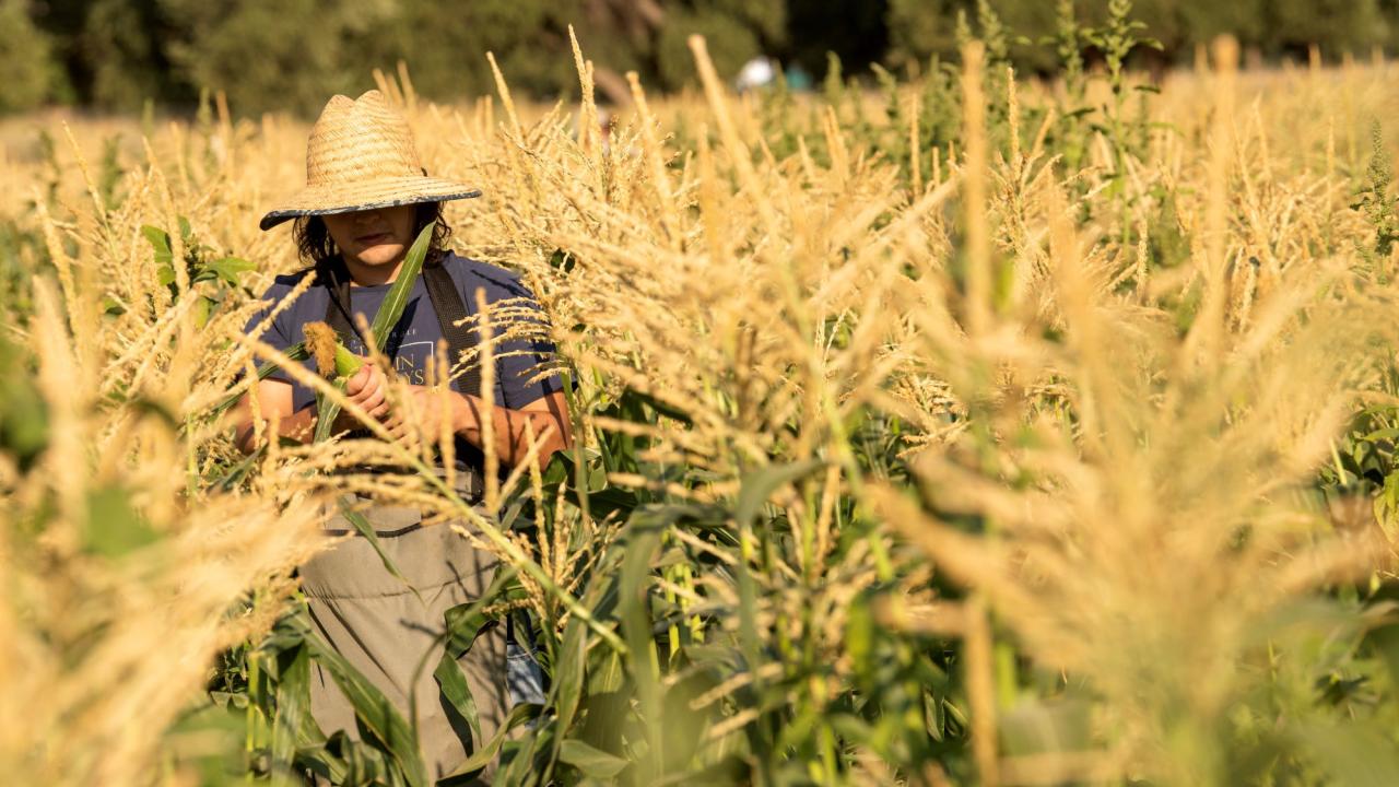 Student Farmer harvesting corn