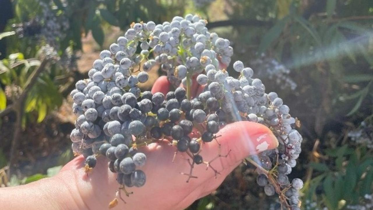 Blue Elderberries just picked