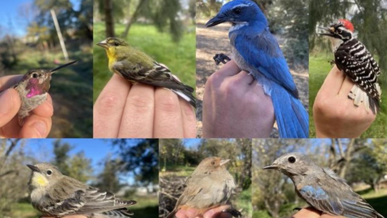 Birds of the Student Farm