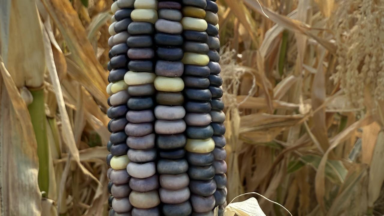 corn for masa
