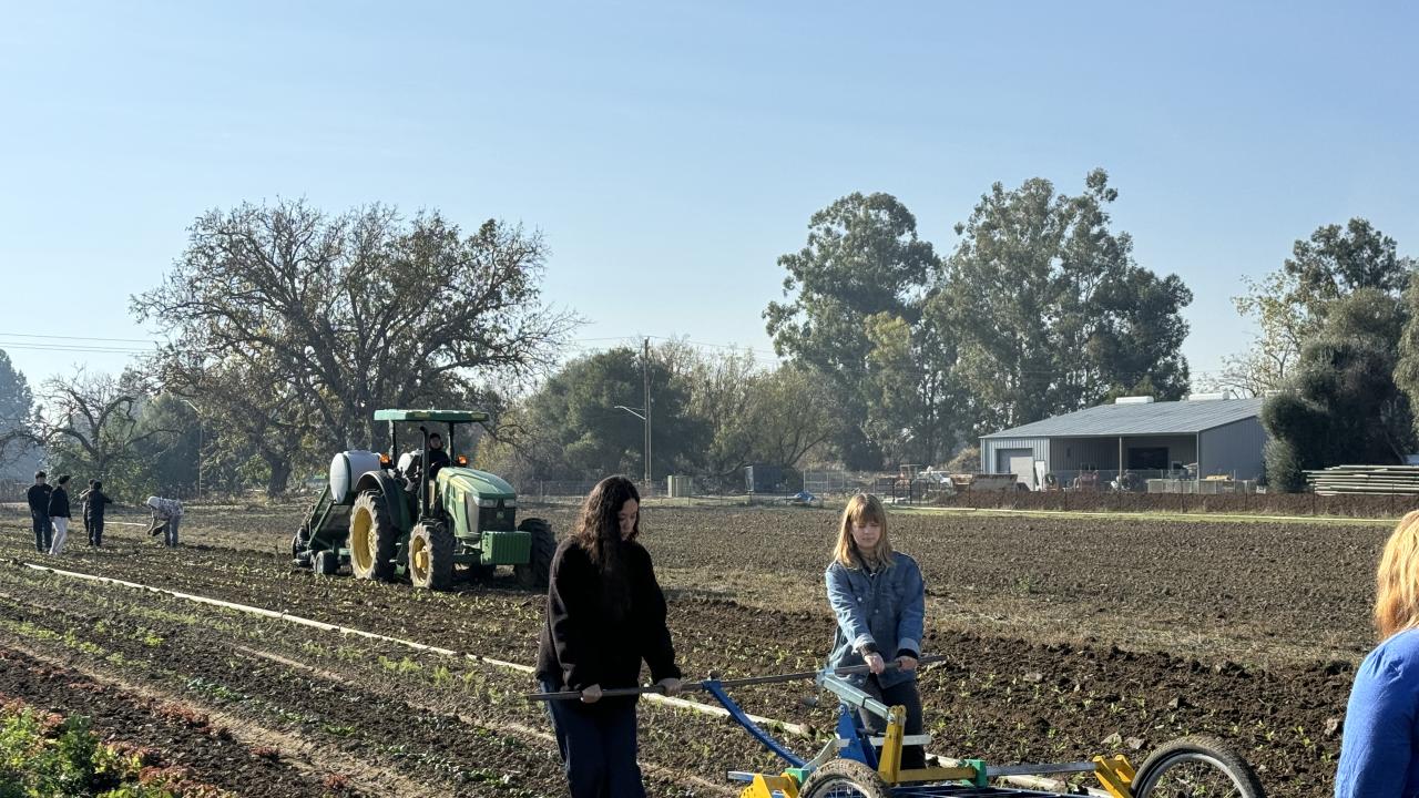 Fresh Focus students walk behind a Treffler handheld weeding device, weeding a bed of spinach. There is a tractor in the background. , 