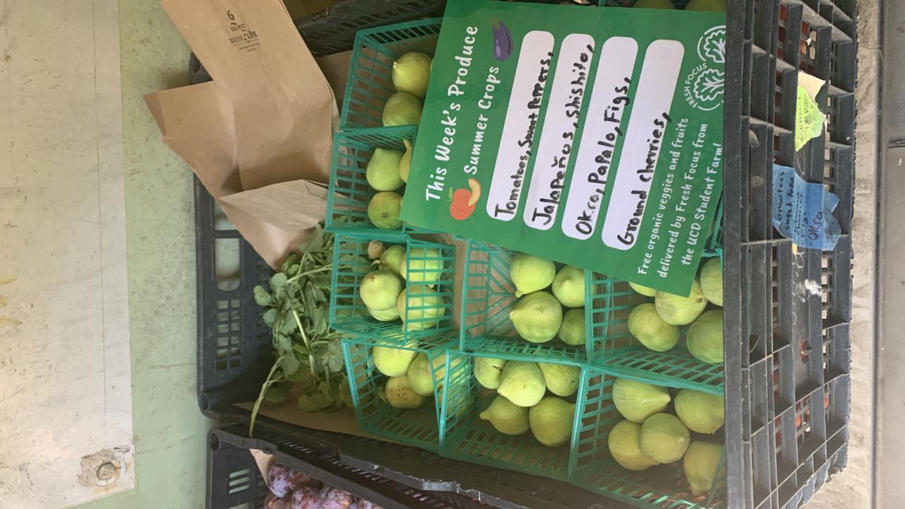 Baskets of green figs are stacked in a black crate in the Fresh Focus cooler. On top of the baskets of figs is a flyer that lists all the summer crops contained within the bin, underneath the figs.