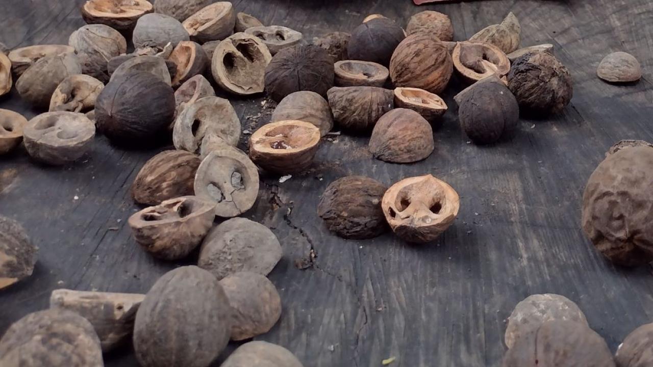 Walnuts for polishing