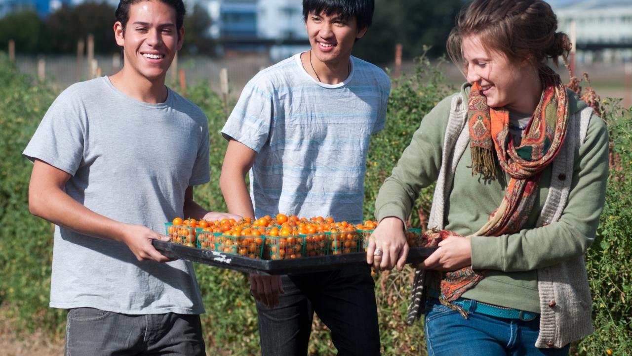 Students Harvesting Cherry Tomatoes