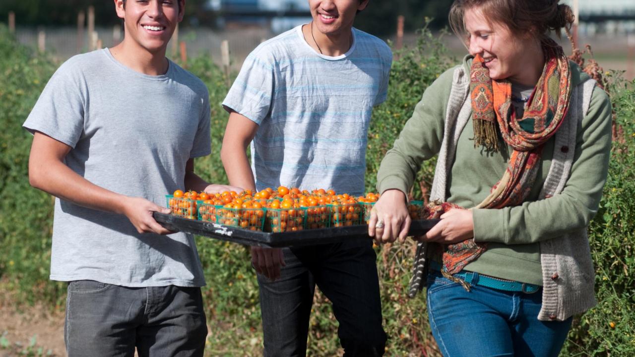 Students Harvesting Cherry Tomatoes