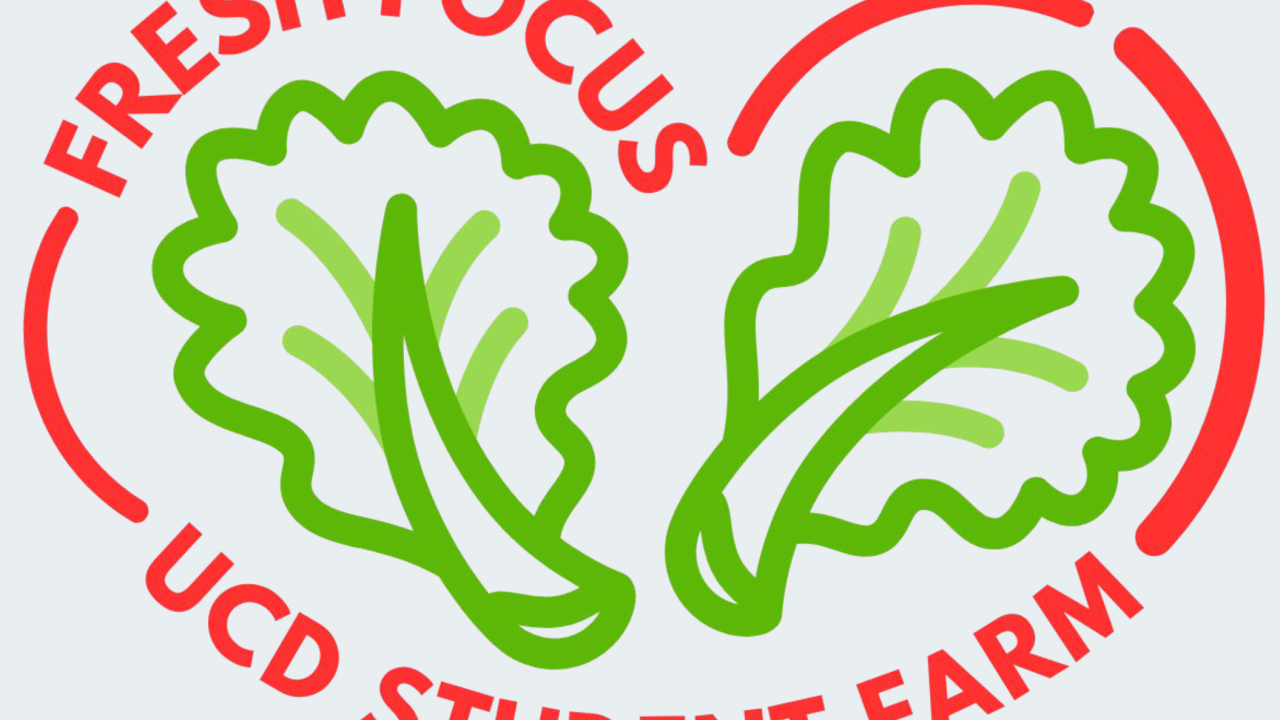 FF logo from report