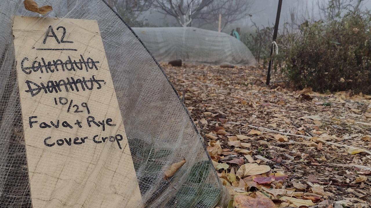 Cover Crop in the ground at the Ecological Garden