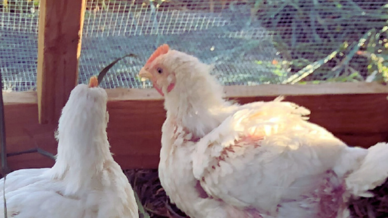 Chickens in chicken tractor