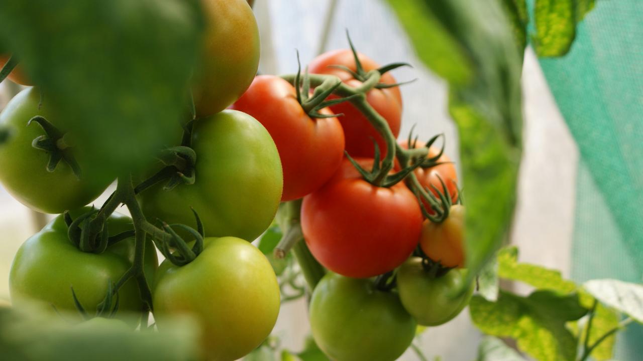 Tomatoes on the vine