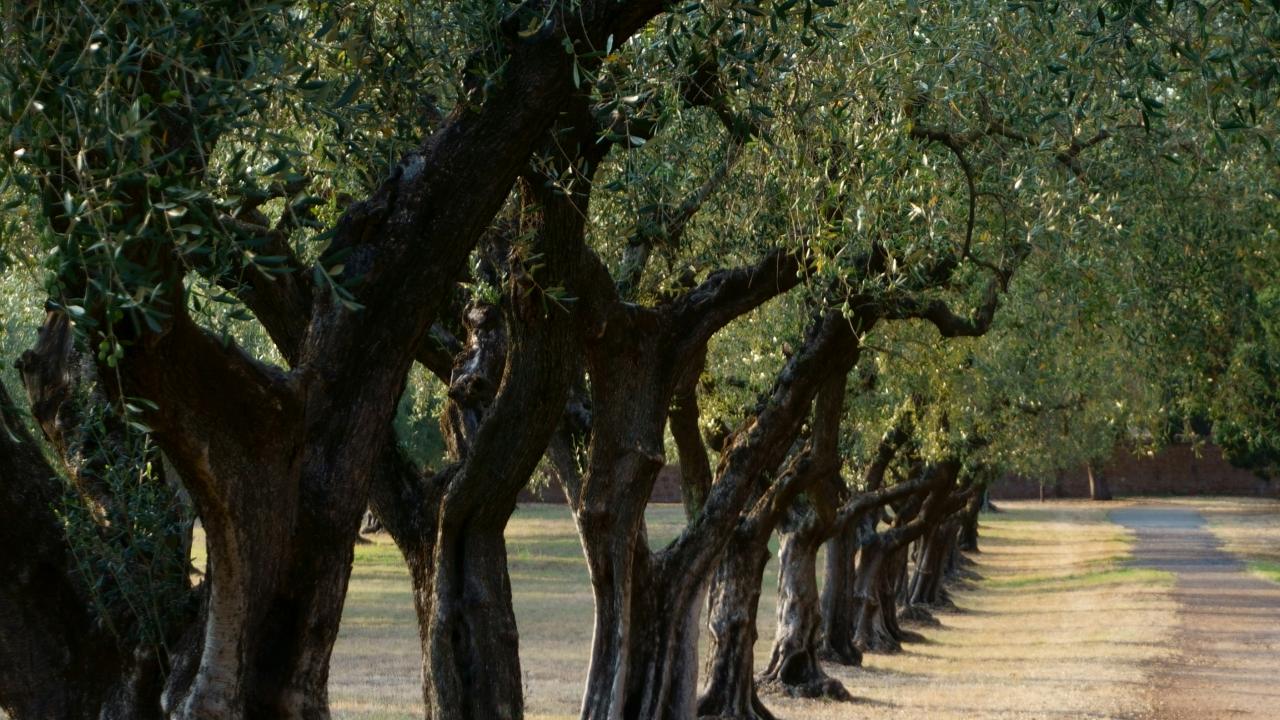 Olive trees - photo by Kevin Martin Jose, Unsplash