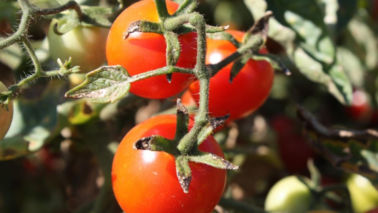 Cherry Tomato in the SCOPE Plant Breeding Trials